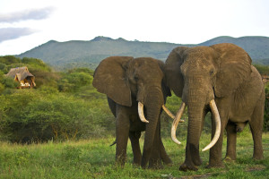 Elephants at Ol Donyo Lodge - (C) Beverly Joubert