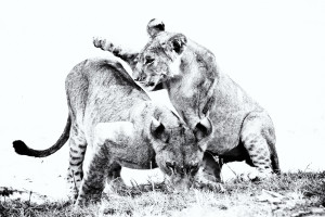 Lion Play at Selinda Explorers Camp (C) Great Plains Conservation