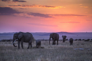 MaraExpeditionCamp_ElephantsAtSunset