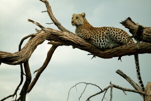 _Copyright_Beverly_Joubert_SelindaExploreres_Wildlife_Botswana_4539