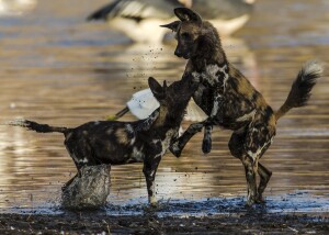 Two Wild Dogs (Lycaon pictus) play in the shallow water.