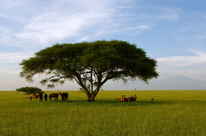 Wildlife of the Chyulu Hills and Amboseli region of Southern Kenya, where ol Donyo Lodge is located.