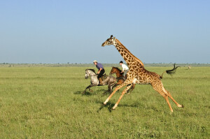 Wildlife of the Chyulu Hills and Amboseli region of Southern Kenya, where ol Donyo Lodge is located.